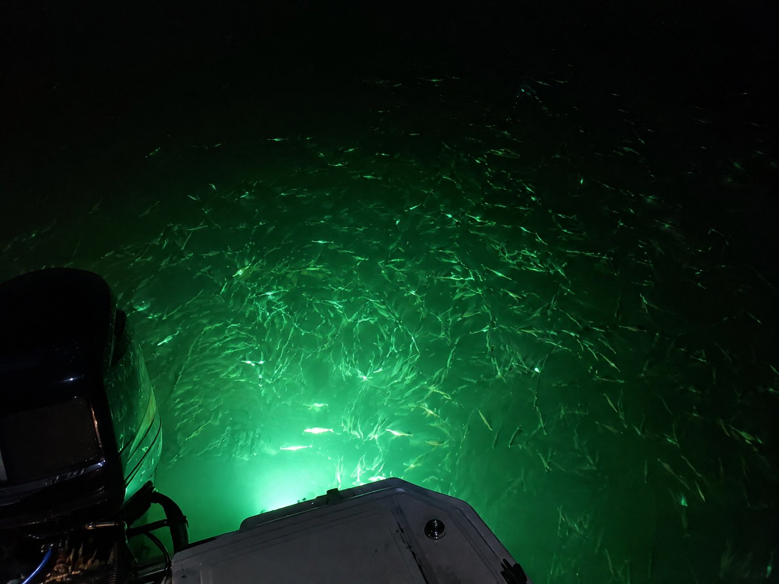 Underwater green light pulling bait to the stern.